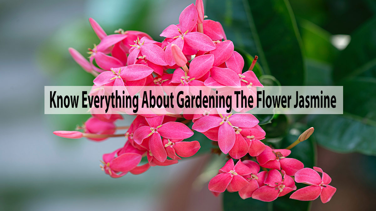 Know Everything About Gardening The Flower Jasmine