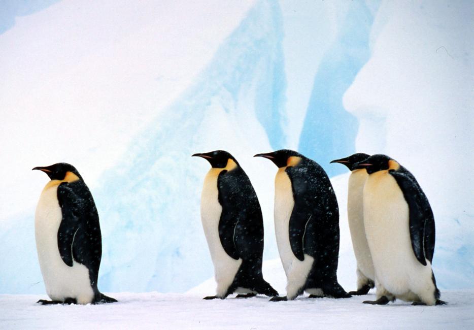 How Tall Are Emperor Penguins