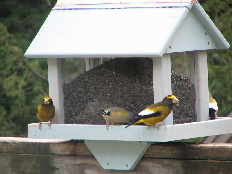 large capacity white cedar bird Feeders