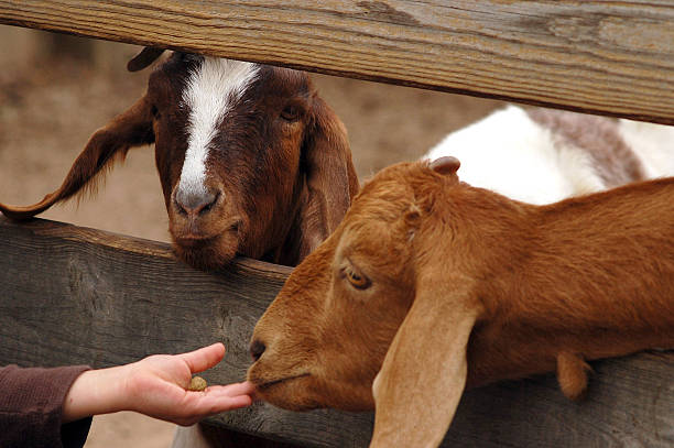 goat creep feeders