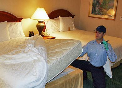 bed bugs removal Springfield MO