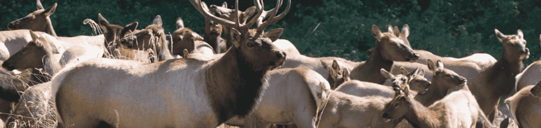 get away to Estes Park